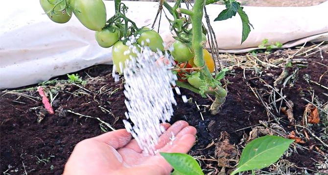 Удобрение, полив и другие секреты по уходу за помидорами в аномальную жару: как спасти урожай
