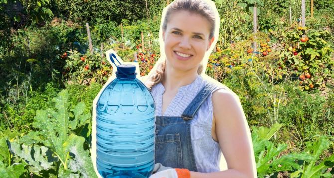 Закапываю рядом с помидорами бутылку и забываю про частый полив: действенный лайфхак, который поможет сэкономить время работы в огороде