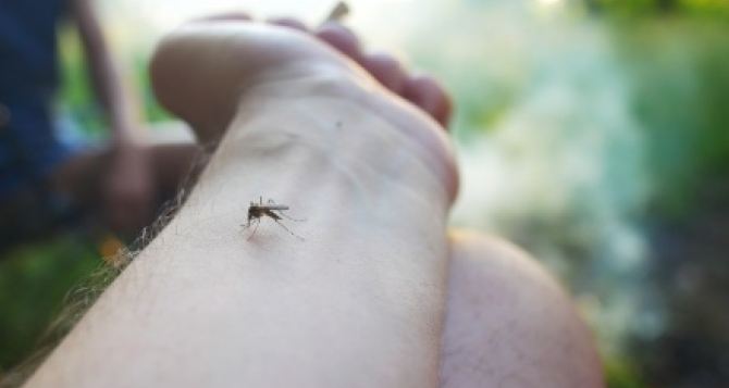 Это средство не будет стоить ничего, а комары будут облетать за километр! Нужен только один секретный листик