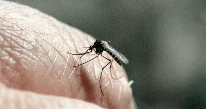 Комары больше не побеспокоят ваш сон! — Простое домашнее средство, не нужны никакие пластины и спреи. Запах — отпад