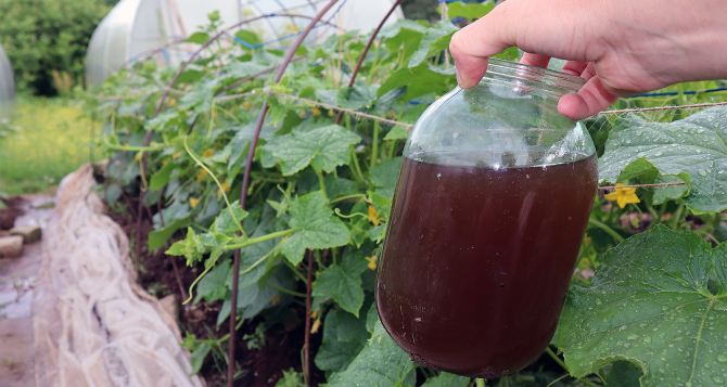 Вам понадобится стакан компоста и навоза: соберете двойной урожай огурцов — советы опытных садоводов-огородников