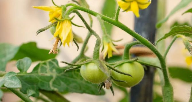 Спелые и сочные помидоры будете собирать вёдрами до 31 октября: вот что хитрые садоводы делают с томатами в июле — плодоносить будут как сумасшедшие