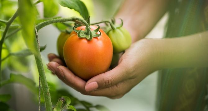 Подкармливаем томаты в июле и августе — собираем раньше времени. Плоды скоро станут мясистые и сочные