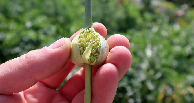 Как понять, что пора собирать урожай чеснока: профессиональные садоводы присматриваются к цветоносам