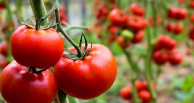 После этой подкормки помидоры будут с кулак: Один литр на один куст этого раствора и хороший урожай обеспечен