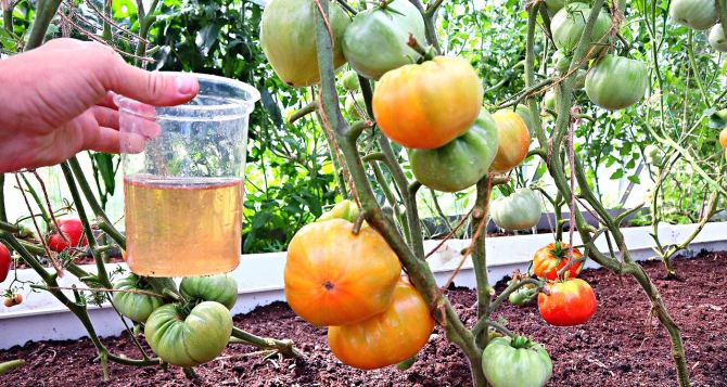 Если помидоры кислят сразу же подкармливаю этим: золотое удобрение — эффект 100%.