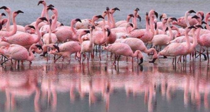 Из Национального парка «Тузловские лиманы» исчезла колония фламинго