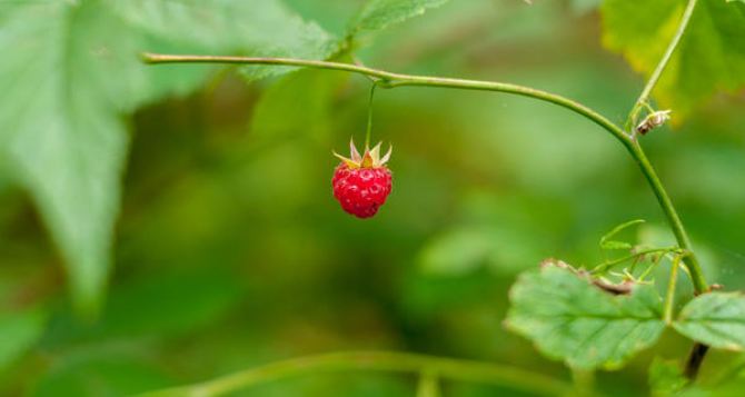 Почему нет ягод на летней малине. Пять основных причин. Как исправить ситуацию и получить супер урожай