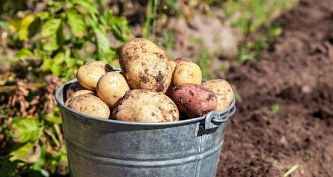 Какие растения можно сажать на месте выкопанной картошки, а какие не стоит — Советы опытных агрономов.