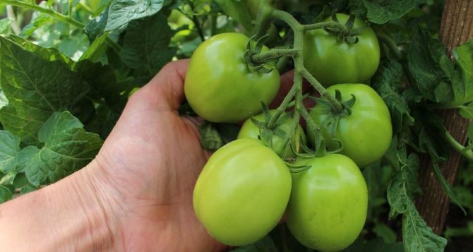 Агроном назвала способ быстрого созревания помидоров: 30 капель аптечного средства — и все томаты покраснеют на кустах