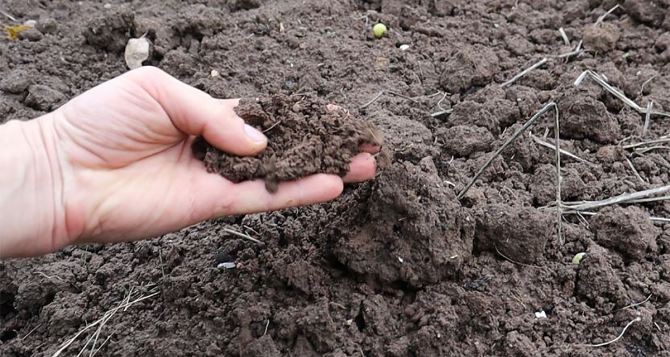 Плодороднее земли у меня не было никогда. После выкопки лука и чеснока делаю гумусную грядку, на ней почва рыхлая и пропитана гумусом.