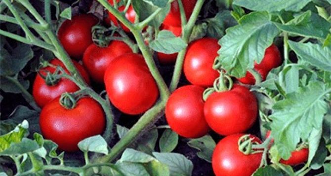 60 томатов с куста: лучше поздно, чем никогда — раскрыли невероятный сорт