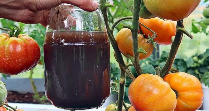 Самые важные подкормки для томатов в августе: чем кормить помидоры если они не спешат отдавать урожай