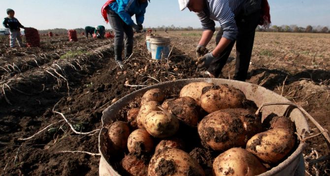 Таких цен на картофель не было никогда уже достигли максимума но продукт продолжает дорожать