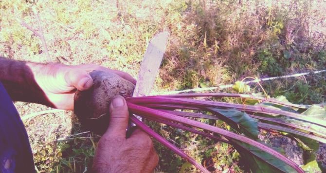 Такую свеклу лучше не хранить. Почему у свеклы бывает несколько «хвостиков»