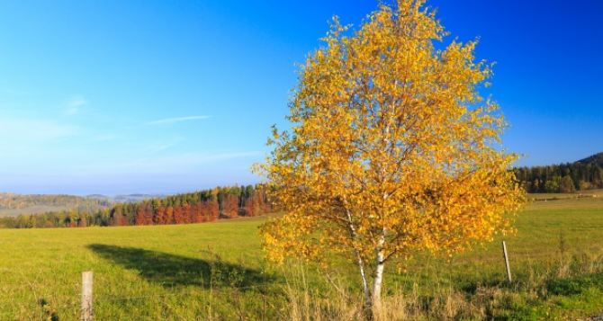 Листья с берёз не облетели в ноябре это важная примета