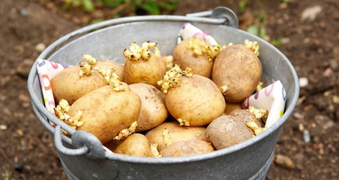 Як посадити картоплю в середині червня особистий досвід і поради для українських городників