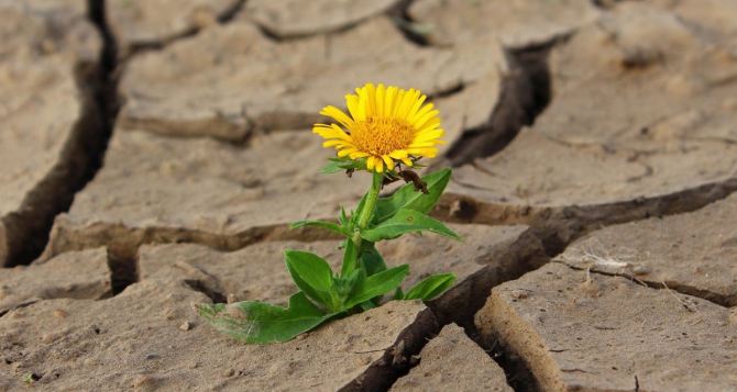 Засуха угрожает урожаю шесть областей Украины под ударом