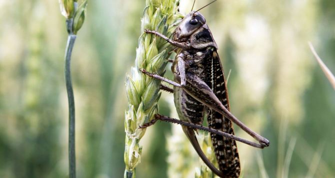 Голота на вигадки хитра українці вигадали як заробити на нашесті сарани