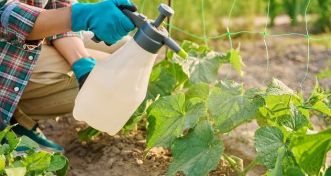 В августе огурцы надо обрызгать этим простым народным средством