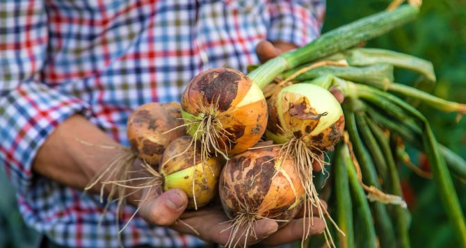 Срок хранения лука зависит от цвета его шелухи Почему лук портится и как его сохранить советы эксперта