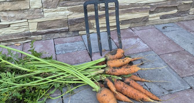 Как сохранить овощи в теплом подвале городского кирпичного дома