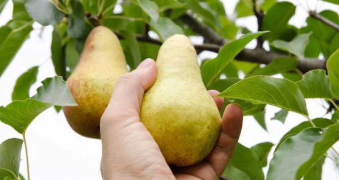Когда собирать груши В какое время Есть один признак работает на
