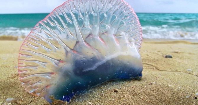 Изза нападений в Испании закрываются пляжи Пострадало более  человек