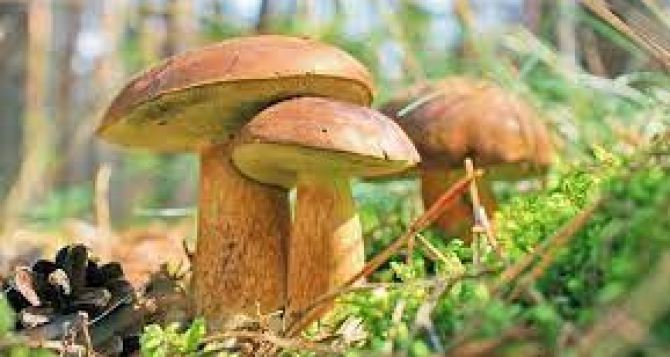 Грибной сезон в Германии начинается Как не заработать штраф до   евро