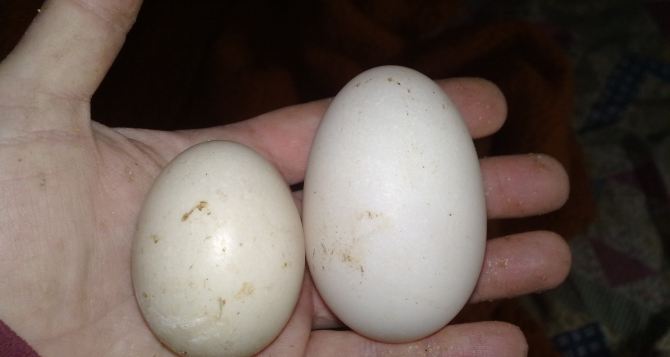 Самые выгодные птицы в деревне уже не куры почему селяне и дачники резко поменяли свои интересы