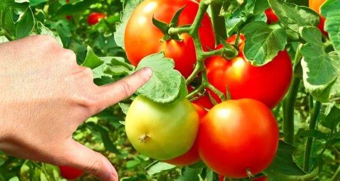 Помидоры под кроватью краснеют быстрее чем на подоконнике