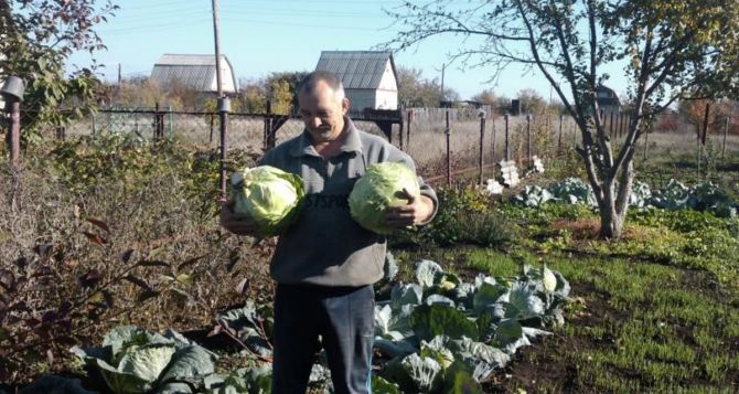 Капуста в погребе больше не гниёт  выливаем ведро этой жижи и отдыхаем  хитрый способ спасает урожай от порчи и влаги