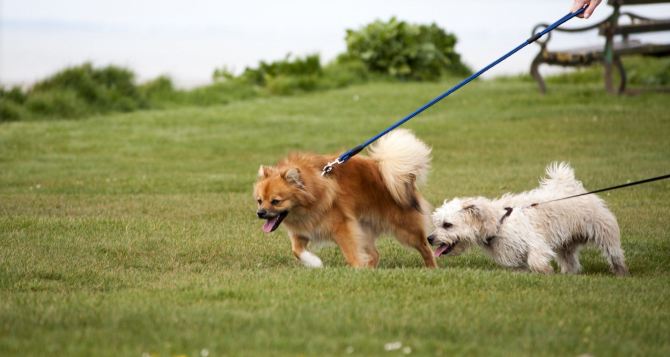 Лучшели шлейки для собак чем ошейники Вот что говорят ветеринары