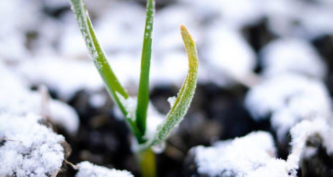 Что можно оставить зимовать на грядке Секреты продвинутых огородников
