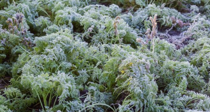 Що можна залишити зимувати на грядці Секрети просунутих городників