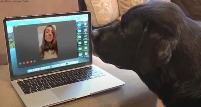 Интернет для животных телефоны для собак и сенсорные экраны для попугаев