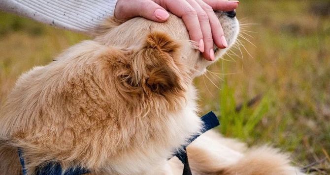 Собака будет слушаться только по этому методу проблемы с поведением решены раз и навсегда