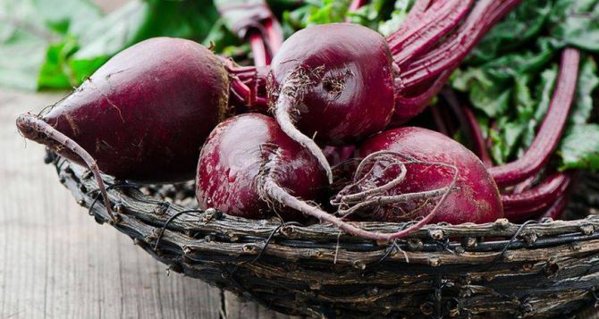 Главный закон хранения свеклы ее после уборки нельзя так сушить так обрезать и так отправлять в погреб учимся делать правильно