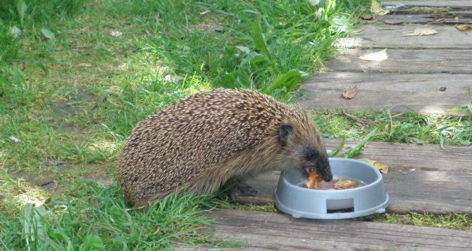 Не умиляйтесь еж на вашем участке сигнал опасности надо сразу гнать