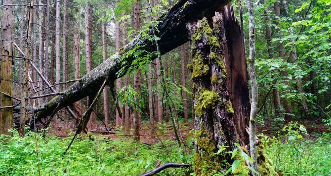 Предупреждение об опасности для грибников в Германии В лесах можно пострадать