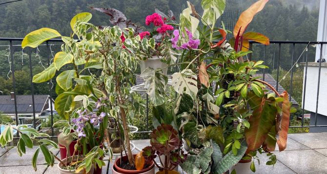 Осенний марафон цветовода Операция Карантин готовим растения к зиме