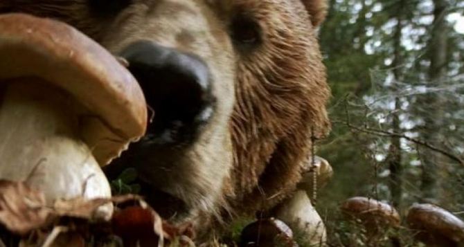 Какие грибы выбирает медведь и почему он сознательно избегает некоторых видов