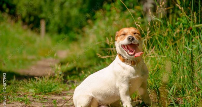 В Польше наступила свобода для собак Парламентарии решили вопрос законодательно