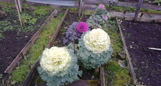 Самая красивая капуста в мире у вас на грядке Есть её можно но очень жалко