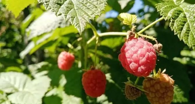 Тройной урожай малины Секретный советский метод подкормки который стоит копейки