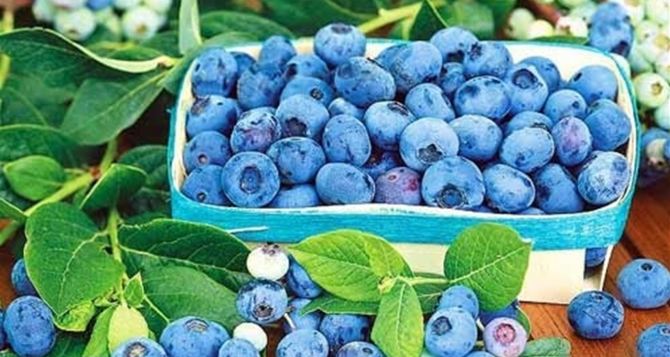 Куда уходит украинская голубика из страны