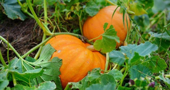 Тыквы не сгниют не сморщатся и семена не прорастут способ хранения в квартире сочные до весны
