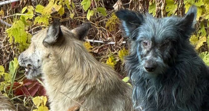 В Чернобыльской зоне обнаружены синие собаки что это и при чем тут радиация