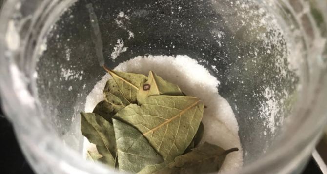 Почему в каждой советской сахарнице лежал лавровый лист и почему это не суеверие а наука в действии