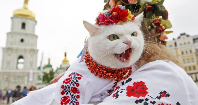 Во Львове пожаловались на русскоязычных котов